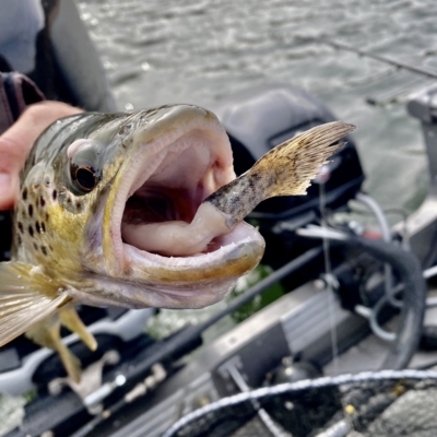 Brown trout eats rainbow trout