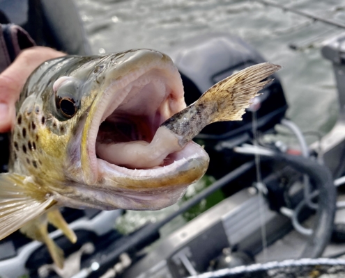 Brown trout eats rainbow trout